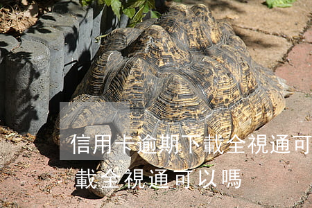 信用卡逾期下載全視通可以嗎(信用卡逾期下載全視通可以嗎)