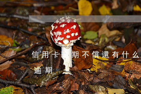 信用卡逾期不償還有什么后果(為什么信用卡逾期)