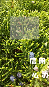 信用卡逾期不想还了(信用卡逾期不想还了怎么办)