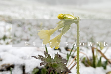 信用卡逾期不接电话,有钱再还行吗（信用卡逾期不接）