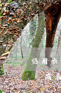 信用卡逾期不漲利息是呆賬么(欠信用卡幾年會成呆賬)