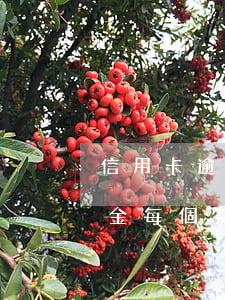 信用卡逾期不用交違約金了(信用卡逾期違約金每個月都收嗎)