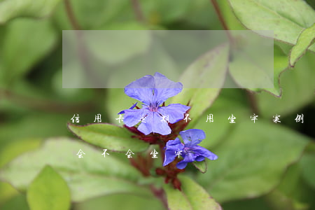 信用卡逾期不用坐牢案例(信用卡逾期怎么办,会不会坐牢)