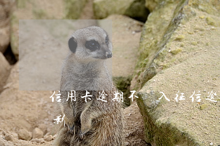 信用卡逾期不納入征信(逾期上征信信用卡受影響)
