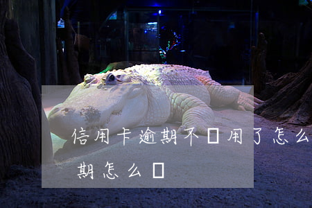 信用卡逾期不給用了怎么辦(不知道信用卡逾期怎么辦)