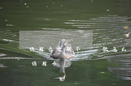 信用卡逾期不給貸款怎么辦(房貸逾期辦不了信用卡)