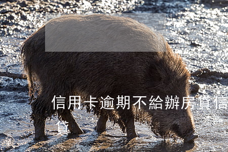 信用卡逾期不給辦房貸（信用卡逾期不給辦房貸）