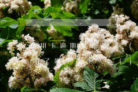信用卡逾期不能乘飛機(jī)嗎(信用卡逾期了能不能坐飛機(jī))