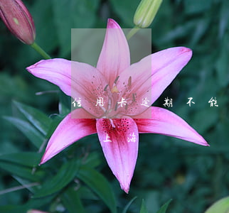 信用卡逾期不能出境嗎(信用卡逾期不能出境嗎上海)
