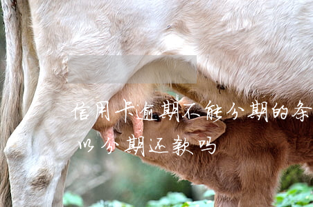 信用卡逾期不能分期的条约(逾期的信用卡可以分期还款吗)