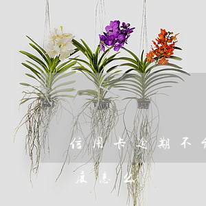 信用卡逾期不能提額度怎么辦(還信用卡超額度怎么辦)