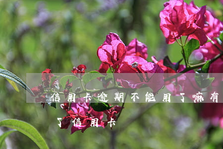 信用卡逾期不能用了嘛 有過逾期是不是辦不了信用卡