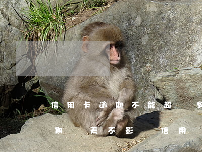 信用卡逾期不能超過多久(信用卡最多可以逾期幾天不影響信用)