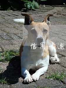 信用卡逾期不能辦深戶