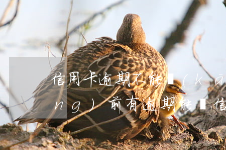 信用卡逾期不能開(kāi)車嗎(當(dāng)前有逾期能辦信用卡嗎)