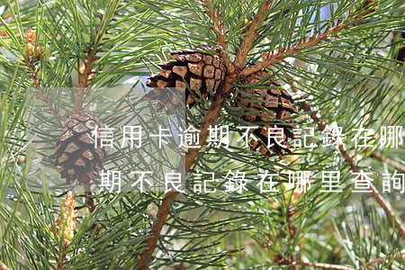 信用卡逾期不良記錄在哪里查詢-信用卡逾期不良記錄在哪里查詢呢