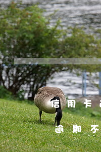 信用卡逾期不良記錄會有什么影響-信用卡逾期不良記錄會有什么影響嗎