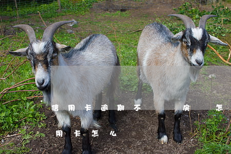 信用卡逾期不讓辦房貸怎么辦(逾期辦不了信用卡怎么辦)