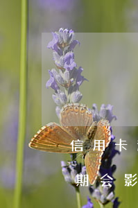 信用卡逾期不让孩子上学吗(父母有信用卡逾期会影响孩子上学吗)