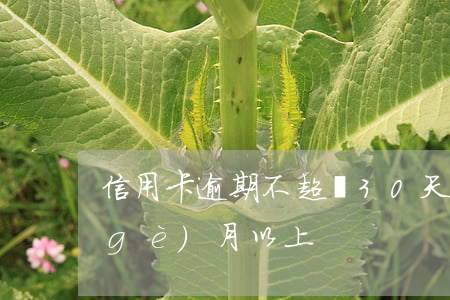 信用卡逾期不超過30天(信用卡逾期三個(gè)月以上)