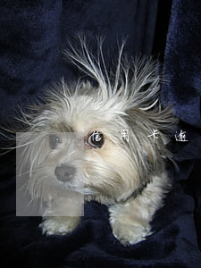 信用卡逾期不足一個月