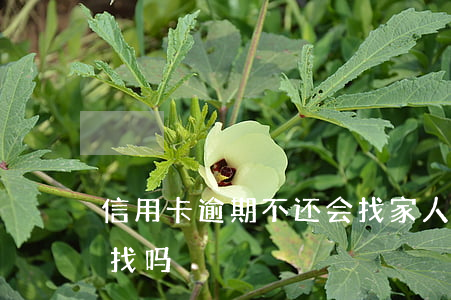 信用卡逾期不还会找家人吗(欠信用卡会来家找吗)