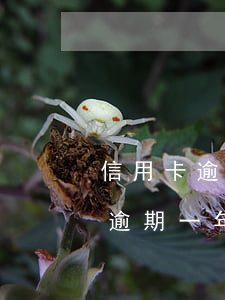 信用卡逾期不还利息高嘛-信用卡3000逾期一年利息高吗