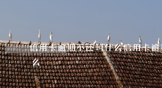 信用卡逾期不还叫什么(信用卡逾期不还叫什么)