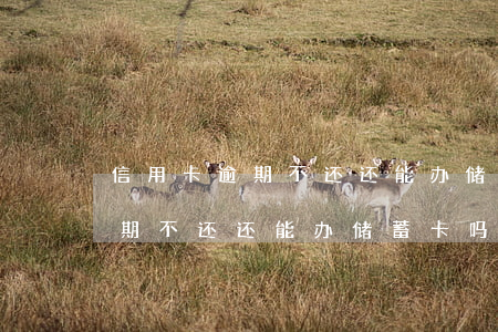 信用卡逾期不还还能办储蓄卡吗-信用卡逾期不还还能办储蓄卡吗