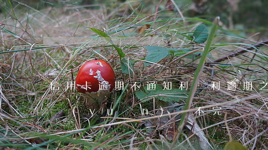 信用卡逾期不通知利滾利 逾期之后利滾利永遠(yuǎn)還不完