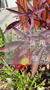 信用卡逾期不還40萬(信用卡逾期4萬不用擔心坐牢)