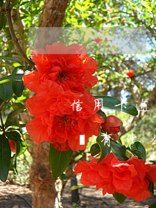信用卡逾期不還了沒事的(信用卡逾期一直不還有什么后果)