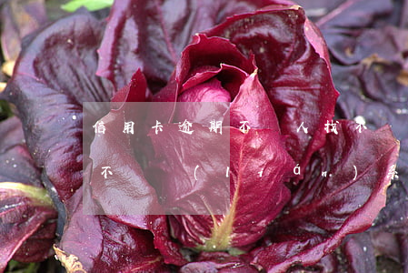 信用卡逾期不還人找不見(信用卡逾期第三方不給聯(lián)系怎么辦)