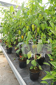 信用卡逾期不還判刑多少年（信用卡逾期不還判刑）