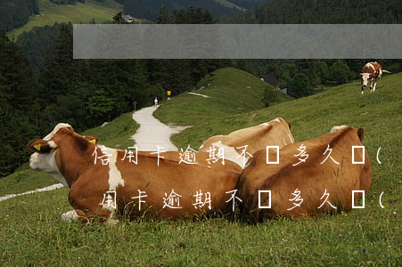 信用卡逾期不還多久會(huì)上征信(信用卡逾期不還多久會(huì)上征信報(bào)告)