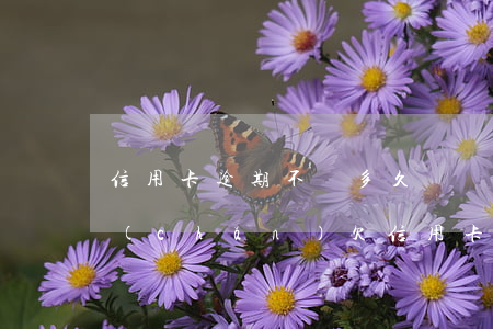 信用卡逾期不還多久會凍結(jié)房產(chǎn)(欠信用卡欠多少會凍結(jié)房產(chǎn))