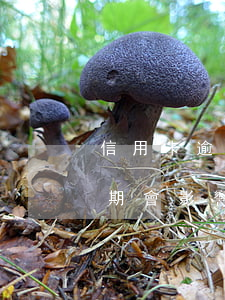 信用卡逾期不還對其他銀行的-其他銀行逾期會影響沒逾期的信用卡提出嗎
