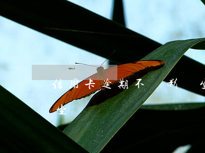 信用卡逾期不還影響坐車嗎(征信逾期會限制坐車嗎)