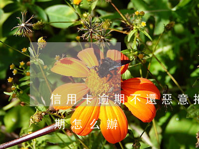 信用卡逾期不還惡意拖欠(信用卡不是故意逾期怎么辦)