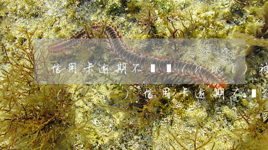 信用卡逾期不還會(huì)被限制高消費(fèi)(信用卡逾期不還會(huì)被限制高消費(fèi)和飛機(jī)嗎)