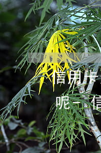信用卡逾期不還產(chǎn)生什么后果呢-信用卡逾期不還產(chǎn)生什么后果呢