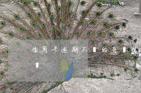 信用卡逾期不還的有嗎(信用卡逾期可以不還嗎)