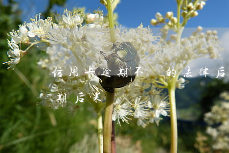信用卡逾期不還的法律后果有哪些 信用卡 逾期 后果