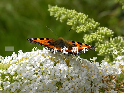 信用卡逾期不還該怎么辦(信用卡逾期如何解決)