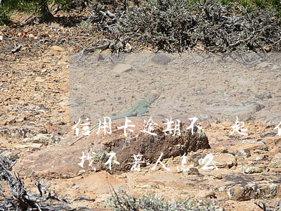 信用卡逾期不還起訴(信用卡逾期不還起訴了,找不著人怎么辦)