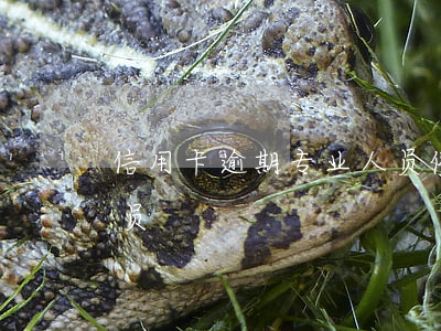 信用卡逾期专业人员(催信用卡逾期的工作人员)