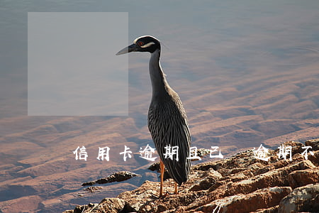 信用卡逾期且已還(逾期不還信用卡)