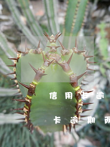 信用卡逾期两万银行起诉一般只还本金，信用卡逾期两万，银行起诉一般只需偿还本金？