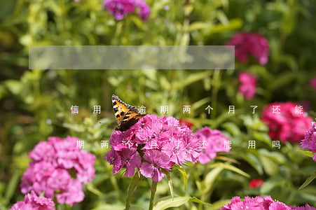 信用卡逾期两个月了还能用吗贴吧（信用卡逾期两个月了还能用吗）