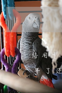 信用卡逾期两个月可以分期吗 分期乐逾期两年了还能办信用卡
